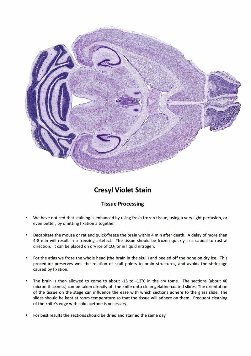 Cresyl Violet Nissl Stain Protocol 800x1132
